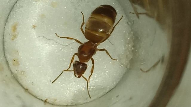 вид Lasius Flavus ну или Lasius Niger (это не оскорбление если что просто большенсво так говорят)