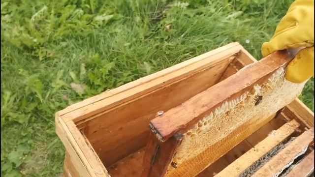 Август 2024 в Родовом поместье ВеЛес смотреть онлайн