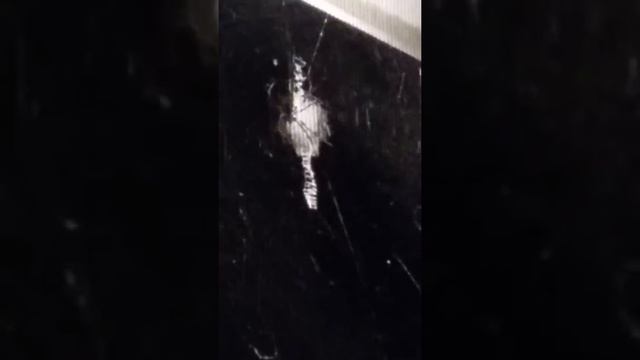 ORB/BANANA SPIDER смотреть онлайн