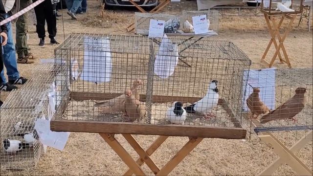 Сельские голуби. 08 10 .2023 года. Ярмарка голубей,город Светлоград. смотреть онлайн