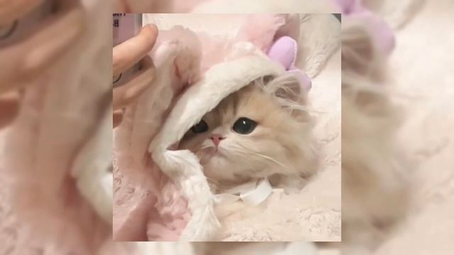 Mirele - Скинь котиков (speed Up)