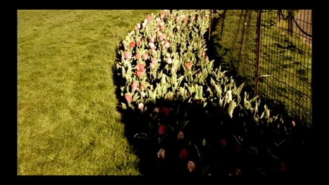 Headcase by Day Wave (Unofficial Music Video) смотреть онлайн