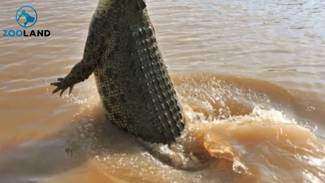 It Was Queensland’s Biggest Croc For 30 Years And Now It’s Dead There Could Be Violent Consequence смотреть онлайн