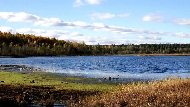 24.10.2015 - Salaspils kūdras purvs - Peat bog - Торфяное болото - Salaspils, Latvia смотреть онлайн