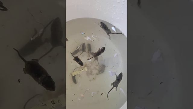 best rat killer😅😅😅 смотреть онлайн