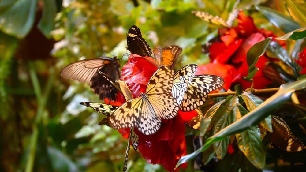 САД БАБОЧЕК В КАЛИФОРНИИ смотреть онлайн