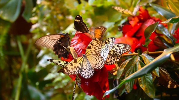 САД БАБОЧЕК В КАЛИФОРНИИ