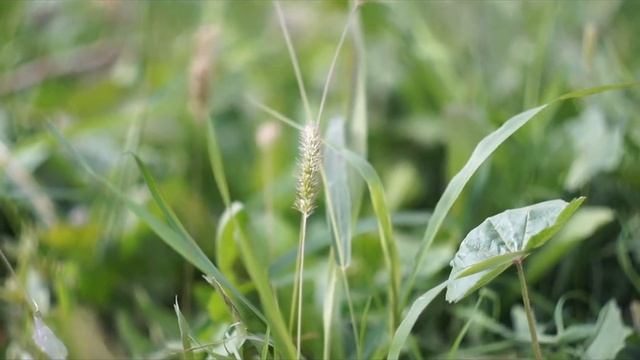 Объектив Зенит Zenit Zenitar 50 фотообъектив смотреть онлайн