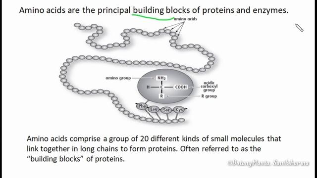 amino acid |Structure of amino acid | Amino acids | अमीनो एसिड | molecule | Enzymes смотреть онлайн