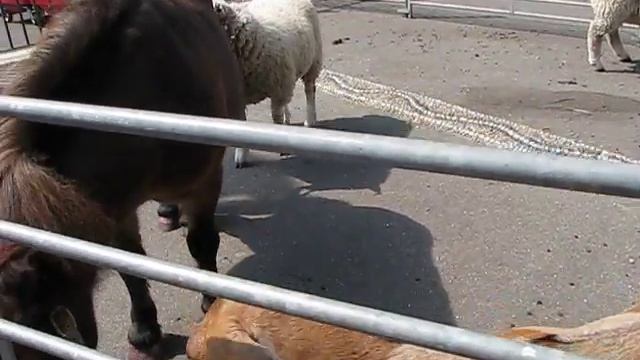 33) Mark Antony. Смотрим животных во дворе Чайлд Центра.