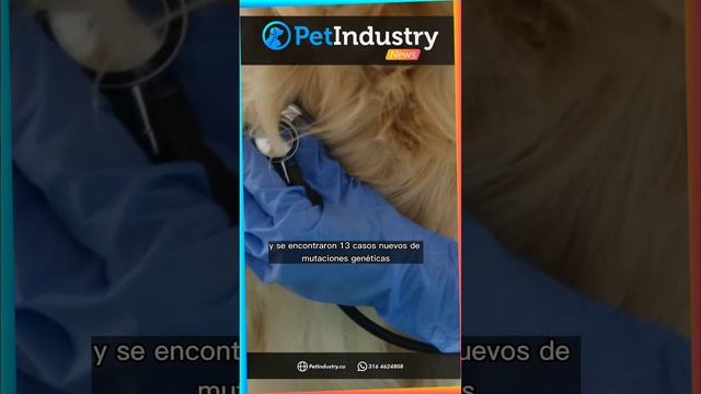 Estudio descubre nuevas mutaciones genéticas en cáncer de vejiga canino смотреть онлайн