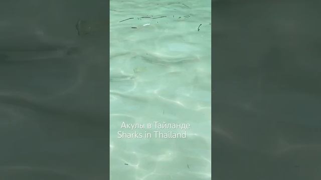 Акулы сделали шикарный пляж некупабельным)