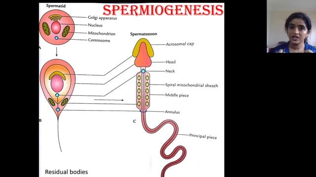 GENERAL EMBRYOLOGY-GAMETOGENESIS-ANATOMY QUICK REVIEW WITH MCQ-DR ROSE JOSE MD DNB смотреть онлайн