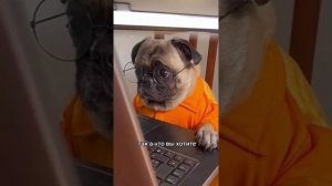 Позвонил на линию психологической поддержки Беларуси