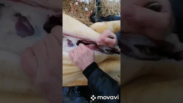 Нож "Корсар" сталь AUS-8 смотреть онлайн