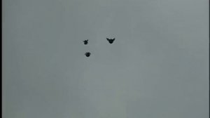 Николаевские голуби Гарбузова Николая город Богучар