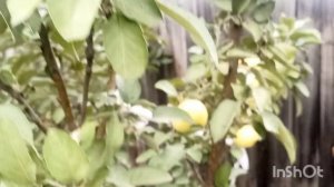 Колоновидные яблони в Сибири.