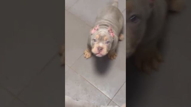 Американский булли