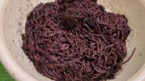 Черный принц и Дендробена червь