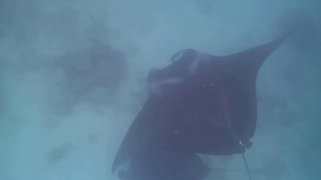 Раджа Ампат. Манта-поинт Даян 1 смотреть онлайн