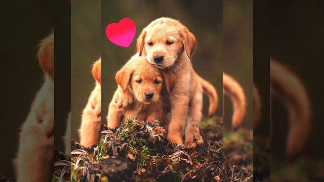 ❤️Я тебе поставлю лайк ❤️ смотреть онлайн