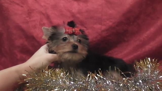 ЭЛИТНЫЕ КУКОЛЬНЫЕ ЙОРКИ НА САЙТЕ MARIYA-YORKSHIRETERR.NAROD.RU смотреть онлайн