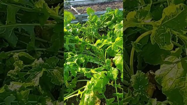 #Репа забытый #корнеплод и многие не знают даже, какой этот #овощ на #вкус смотреть онлайн