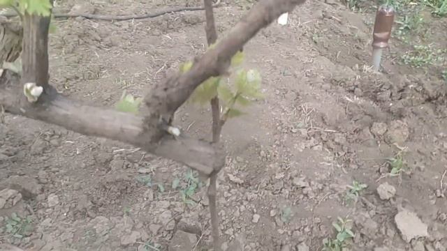 Удаление ненужных побегов винограда для начинающих смотреть онлайн