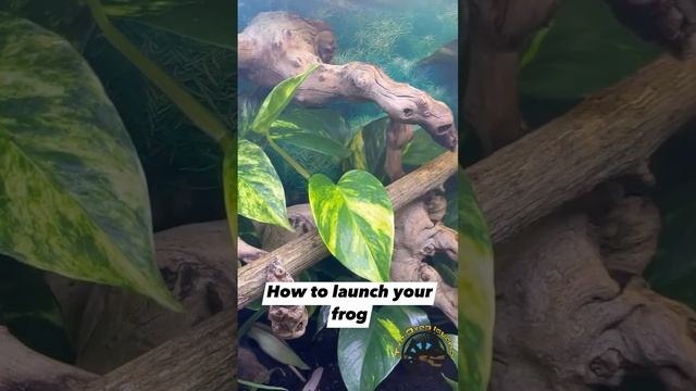 How to Launch Your Frog! 🐸 #funny #funnyanimals #frog #jump #funnyvideos #viral #cuteanimals #cute смотреть онлайн