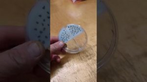 С этим способом #семена дельфиниума точно #прорастут, а #всходы будут дружные. #сад #дача #огород