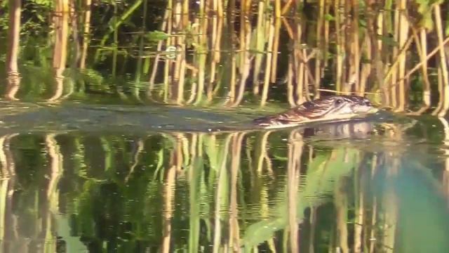 Ондатра и черепахи на озере. Muskrat and turtles on the lake смотреть онлайн