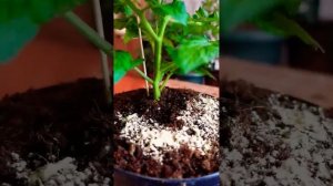 Это  #народноесредство на все случаи жизни. Продукт №1❗ от вредителей и болезней на растениях.