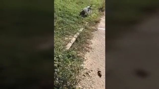 Собака тусит смотреть онлайн