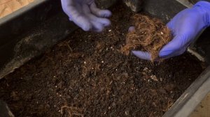 Моя мини Инструкция по разведению червя Дендробены Венета по ящичной технологии