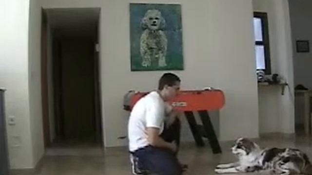 Кликер -дрессировка собак: 9)Жди (ч.3) смотреть онлайн