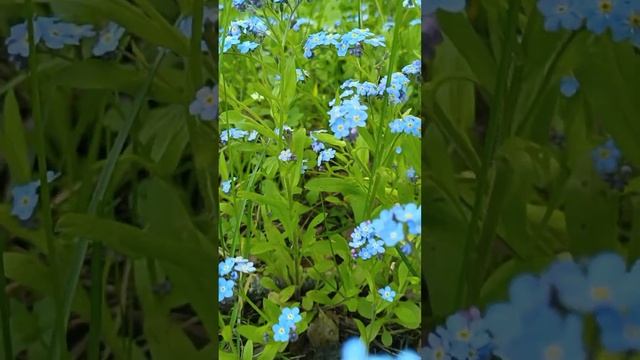 Незабудка смотреть онлайн