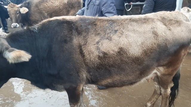 13 февраля 2022 г.Андижан коргонтепа мол бозори. смотреть онлайн