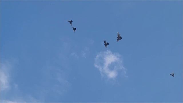 Сельские голуби. 19 09 2022 года, обзор - молодые сизые, малоносые 8 988 104 8252 . смотреть онлайн