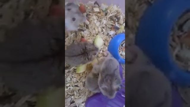 играем с хомячком.бои без правил. смотреть онлайн