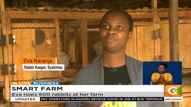 SMART FARM | Focus on rabbit keeping in Syokimau area смотреть онлайн