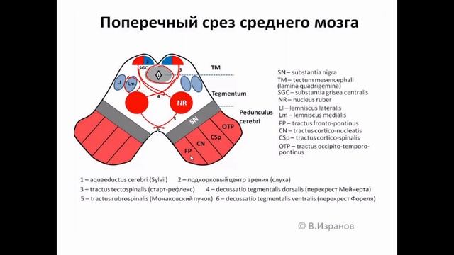 ОРТАҢҒЫ МИ. ОРТАҢҒЫ МИДЫҢ ҚҰРЫЛЫСЫ. смотреть онлайн