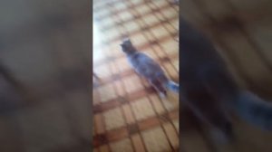 Бешеная кошка