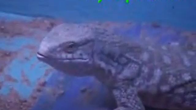 www.MyReptile.ru_Капские вараны поедают куриные лапки смотреть онлайн