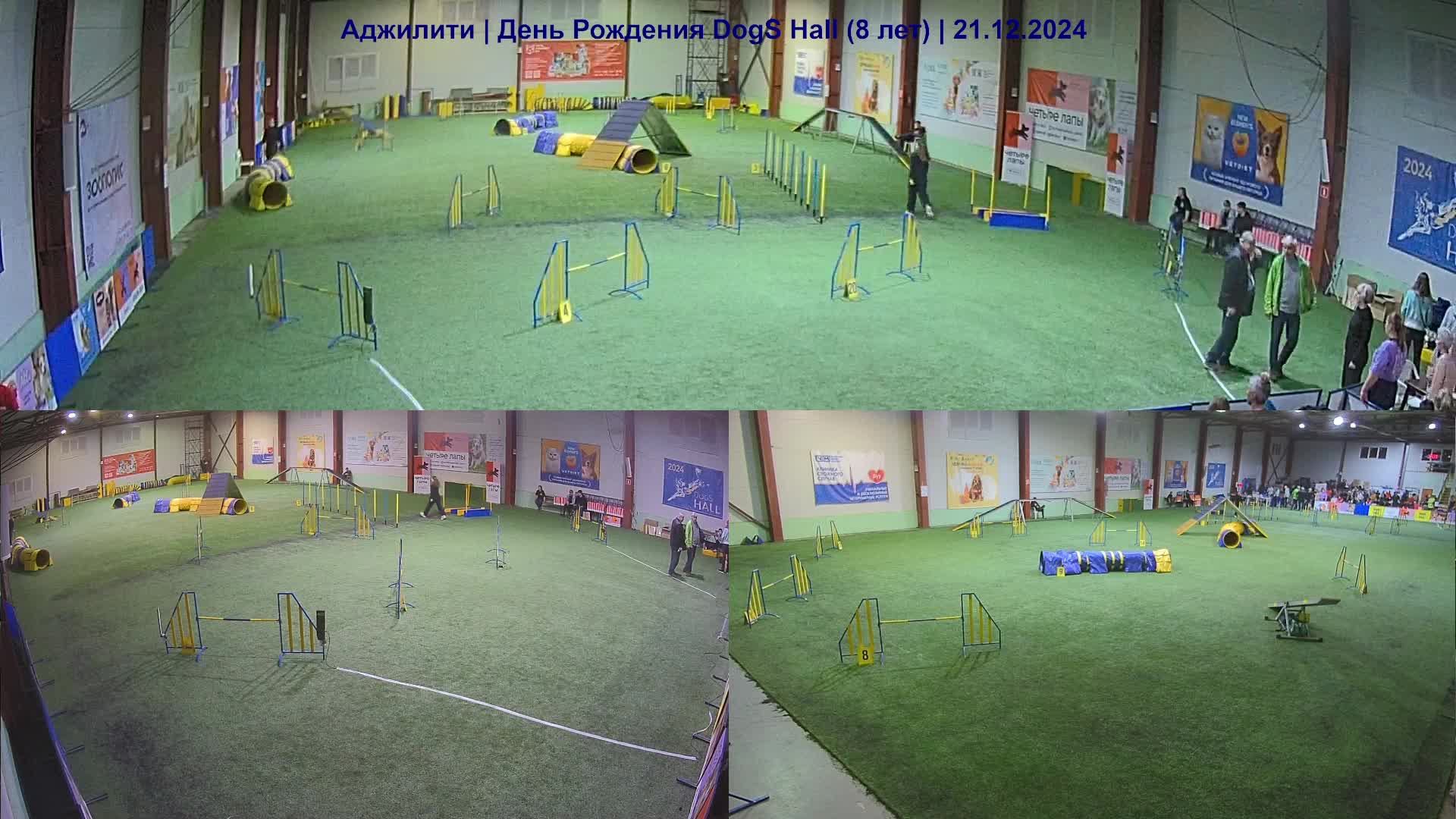 Аджилити | День Рождения Dogs Hall (8 лет) часть 5 из 9| 21.12.2024