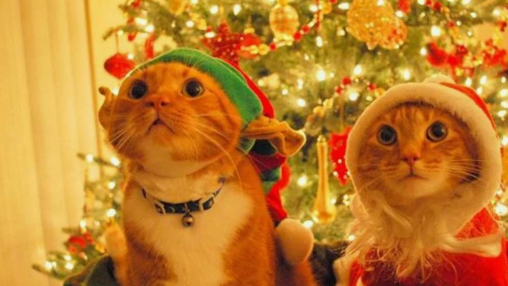 нг стрим) (целый день) смотреть онлайн