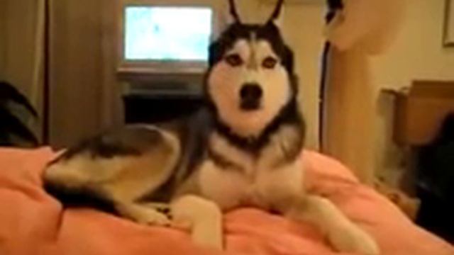 Собака Хаски говорит 'I love you!' смотреть онлайн