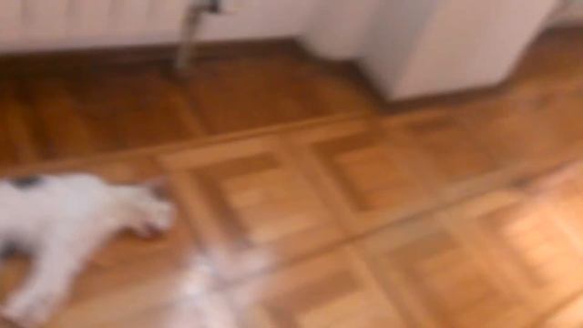 VIDEO05501 смотреть онлайн