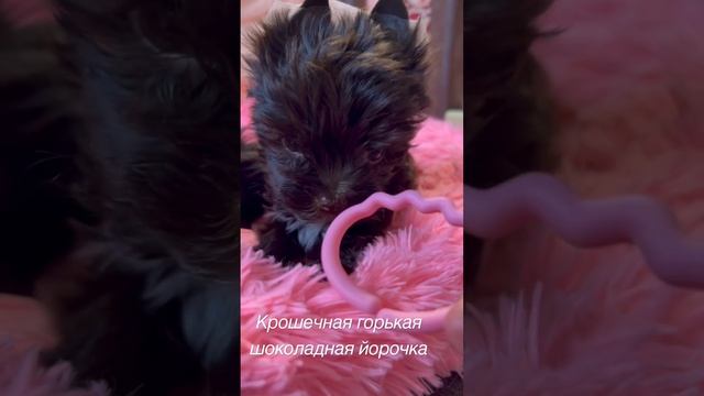 #цветноййорк #йорк #йоркширскийтерьер #продажа #продажащенков #щенки #щенкийорка #минийорк #собаки смотреть онлайн