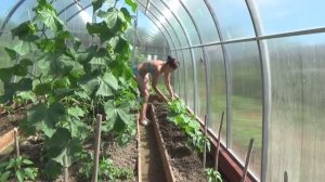 6 соток в начале лета. Хроника. 2019 год.