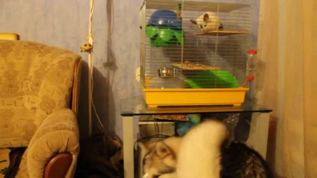 Охотники на шиншиллу))) смотреть онлайн